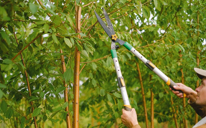 Tree trimming in Donahue, IA